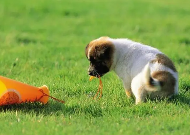 狗狗掉胎毛需要多久?看了这篇文章你就知道了! 狗狗掉胎毛需要多久?看了这篇文章你就知道了!