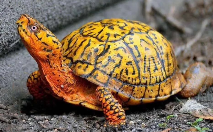 东部箱龟吃什么有助发色？一起来看看吧~