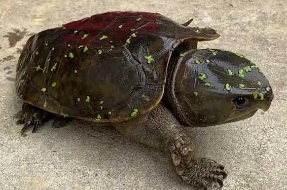 一起来看看鹰咀龟是水龟吗~