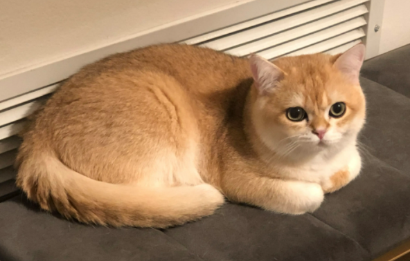 一文带你了解：金渐层的眼睛颜色等级区分