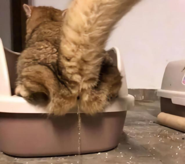 猫对着人滋尿的原因是这个！