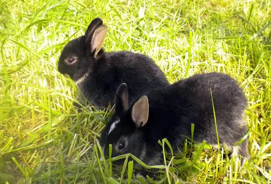 海棠兔不让别人抱的原因在这里！