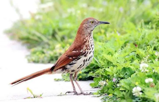 棕褐孤鸫怎么养？喜欢吃什么？