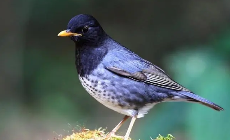 还在为分辨安第斯灰鸫雌雄而烦恼？这两个方法教给你