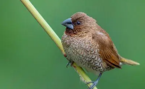 斑文鸟怎样分辨公母？方法很简单