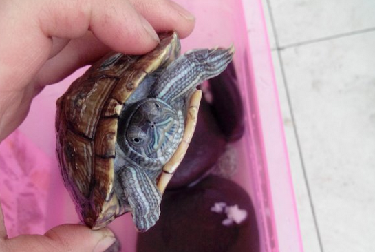 云南闭壳龟吃什么,想知道的看过来! 云南闭壳龟吃什么,想知道的看过来!