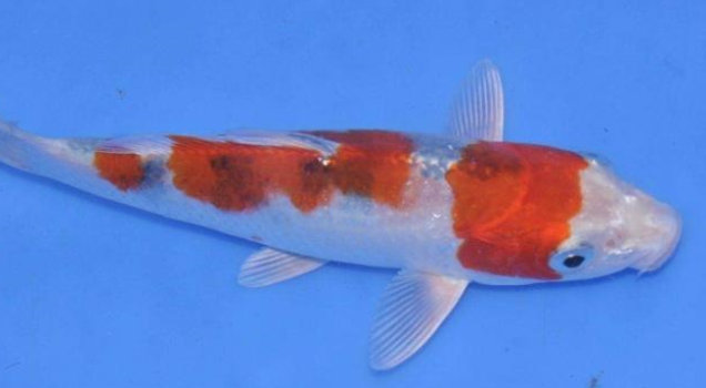 调节鱼缸水质，新手存在这些误区，养鱼高手帮你纠正