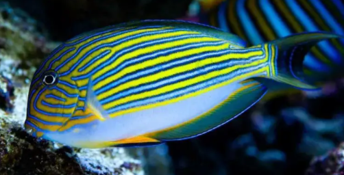 新手小白如何饲养黑棘眼纹吊？来这看看答案吧！