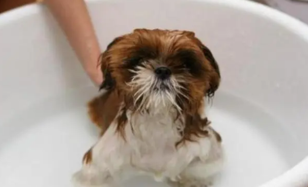 如何正确的给狗狗洗澡？来注意这5个细节