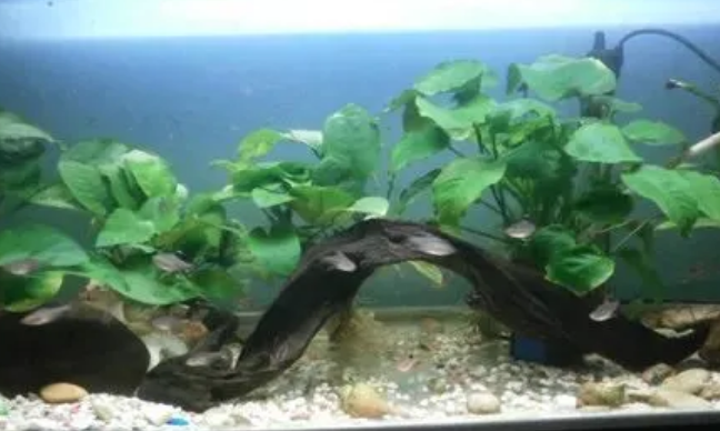 鱼缸里的水草哪种好养，试着养这几种看看