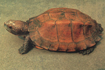 锯缘摄龟的价格,令人意外! 锯缘摄龟的价格,令人意外!