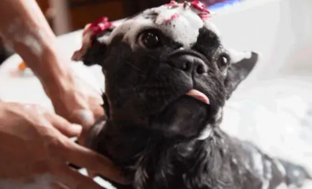 你掌握了给狗洗澡的正确方法吗?不要这样给狗狗洗澡,这不科学 你掌握了给狗洗澡的正确方法吗?不要这样给狗狗洗澡,这不科学