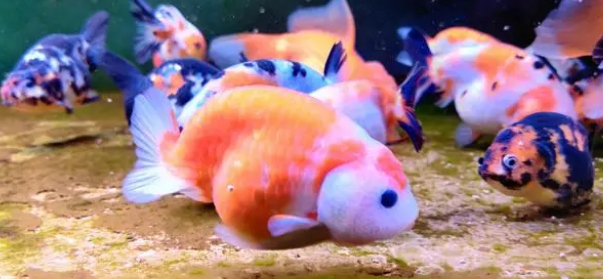 别人老说你鱼缸水质有问题，到底有什么问题？资深鱼友为您详解