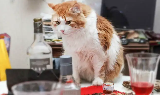  怎么让猫不上桌子？要讲究技巧