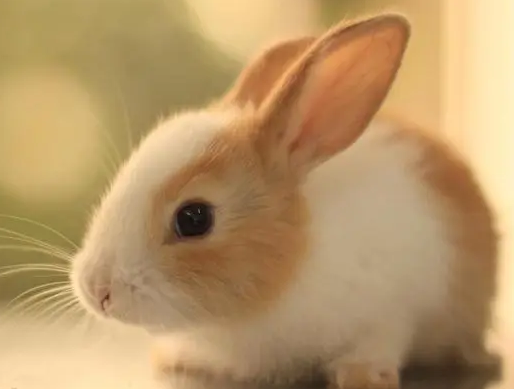 侏儒海棠兔好养吗?饲主来看看吧 侏儒海棠兔好养吗?饲主来看看吧