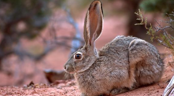 兔子吃什么？这些食材很常见，收藏后可自制兔粮啦