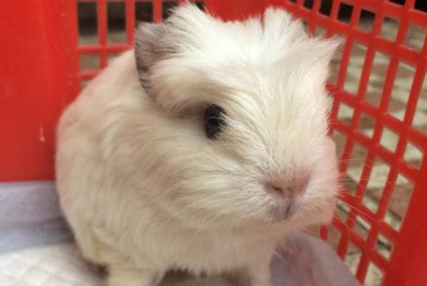 想知道的看过来！荷兰鼠的寿命有多长