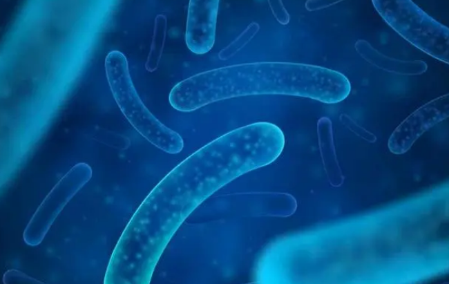 给狗狗吃益生菌真的好吗？宠物益生菌是何物？如何喂食益生菌？