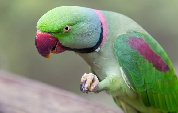 亚历山大鹦鹉中暑了怎么办？这里有方法！