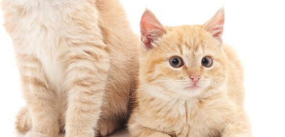 猫感冒了喂点人吃的感冒药就好？别胡来，感冒药不可乱喂