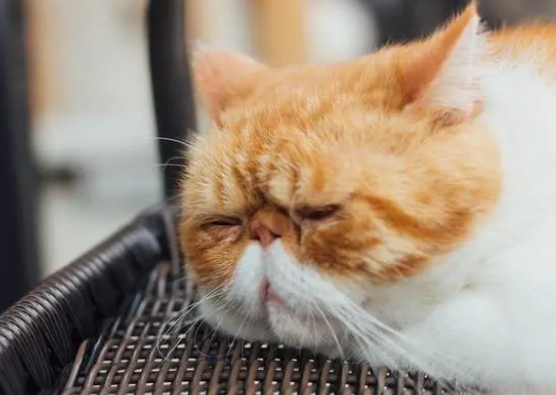 新手养猫：猫咪的体内外驱虫全攻略