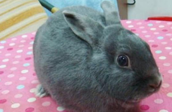 银狐兔的价钱几何,快来看看吧~ 银狐兔的价钱几何,快来看看吧~