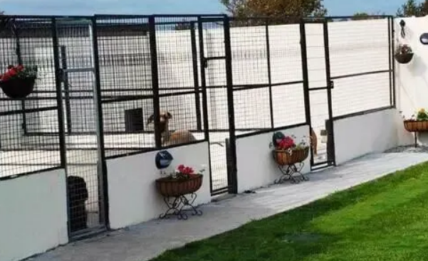 犬舍的日常管理和犬舍狗的饲养须知 犬舍的日常管理和犬舍狗的饲养须知