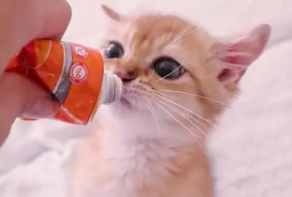 猫咪超爱吃营养膏的，但是日常真有必要天天吃吗？营养品别乱吃