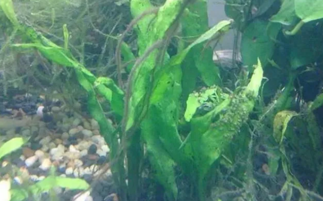 鱼缸里的水草哪种好养，试着养这几种看看