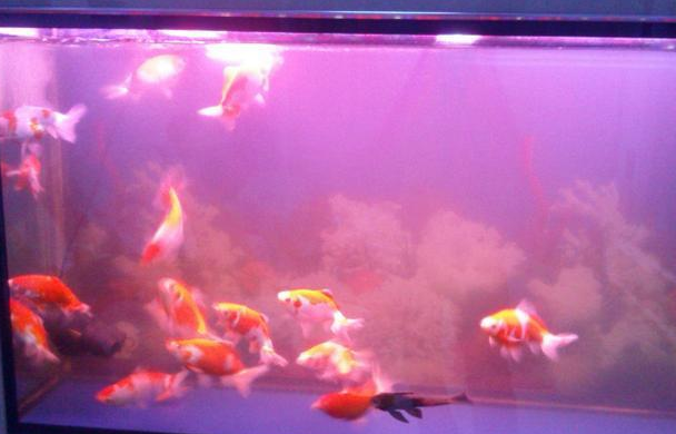 家里鱼缸水质浑浊往这看，别给鱼缸换水，这有一种简单处理方法