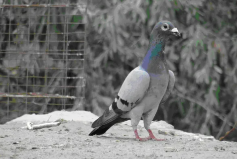 叶尔羌鸽怎么分辨雌雄？你们掌握了吗？