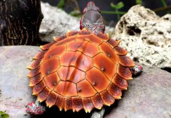 刺山龟好养吗?看这里给你答案 刺山龟好养吗?看这里给你答案