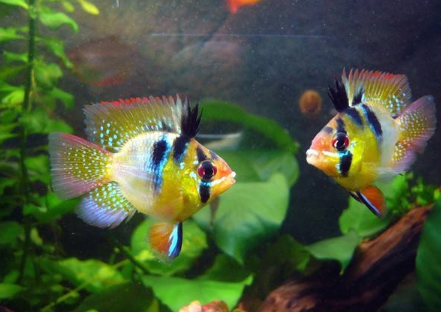 关于七彩凤凰鱼的繁殖问题,本文为你提供详解解答! 关于七彩凤凰鱼的繁殖问题,本文为你提供详解解答!