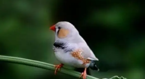 鸟类小知识：珍珠鸟喜欢用什么垫窝？