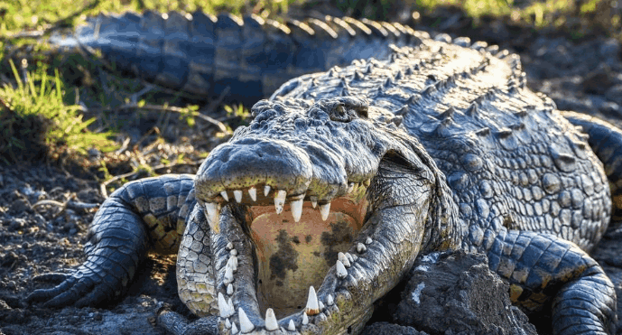 鳄鱼养殖技术及注意事项,你知道吗 鳄鱼养殖技术及注意事项,你知道吗