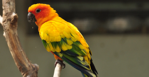 锥尾太阳鹦鹉是不是保护动物？可以饲养吗？