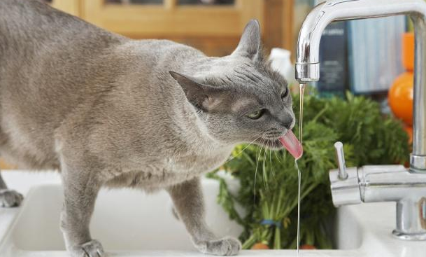 猫咪喝水前用爪子刨地，大概是这个原因