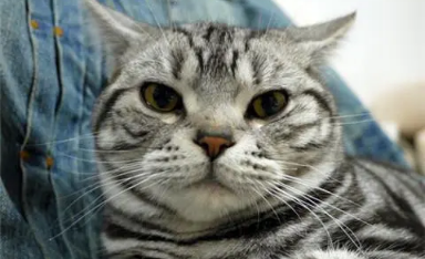 猫咪几个月大的时候发腮，要注意些什么呢