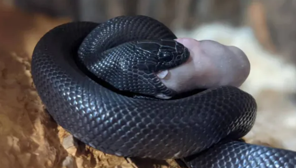 小白想养宠物蛇？做好以下两点就行~