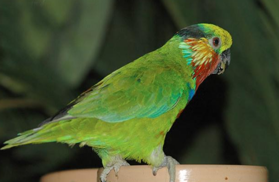 快来看看，爱德华无花果鹦鹉多少钱一只？