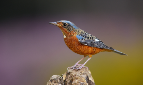 白喉矶鸫的寿命是多久？长什么样？