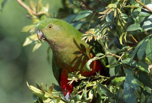 澳洲国王鹦鹉的价格，你们想知道吗？