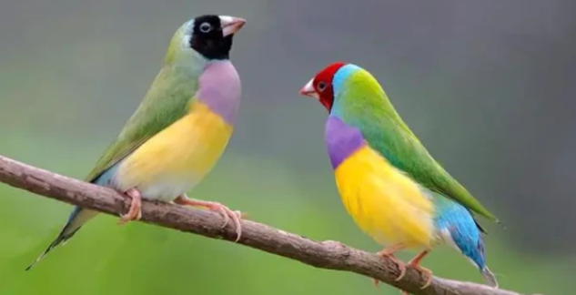 七彩文鸟可以和什么鸟混养？来看看吧