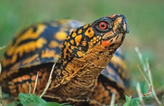 今日科普:东部箱龟可以冬眠吗? 今日科普:东部箱龟可以冬眠吗?