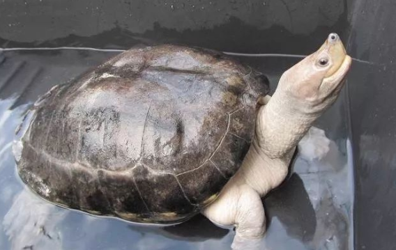 西瓜龟可以长多大？看完这篇文章你就知道了