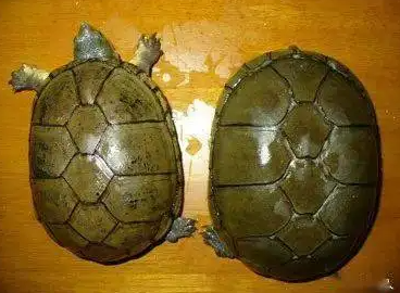 动胸龟深水养还是浅水养？不清楚的快来看看！