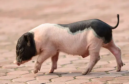 快来看看，麝香猪的价格是多少？