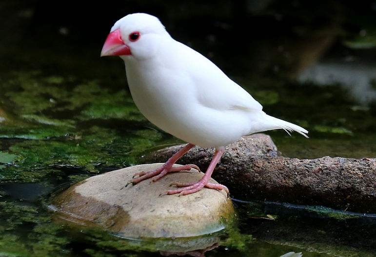 白文鸟寿能活多久?可以来了解了解~ 白文鸟寿能活多久?可以来了解了解~
