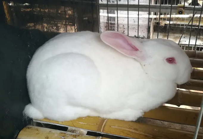 新手须知：新西兰兔几个月可繁殖