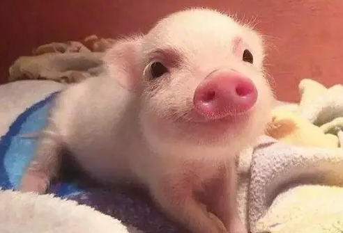 泰国小香猪会不会长大？肯定是会长大的呀！